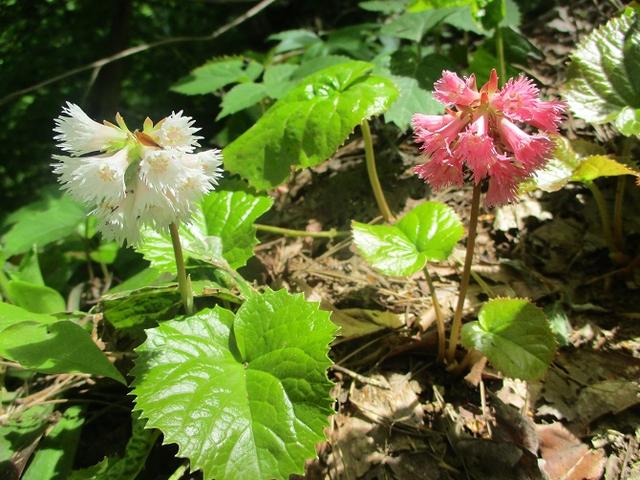 画像15: 5月8日、9日に岡田ガイドのコースで新潟の山へ行って来ました♪