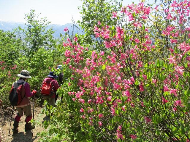 画像9: 5月8日・9日に岡田ガイドのコースで暑い暑い新潟の山へ行って来ました♪