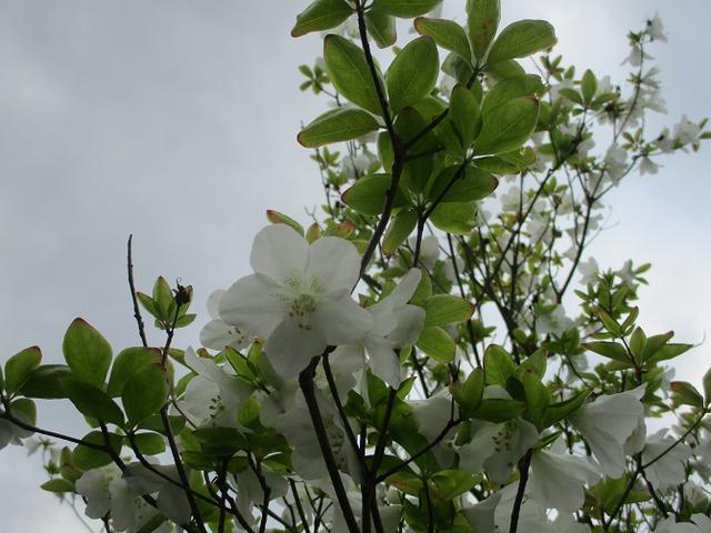 画像17: 13日に岡田ガイドのコースで、 茶ノ木平~華厳の滝 へ行ってきました♪