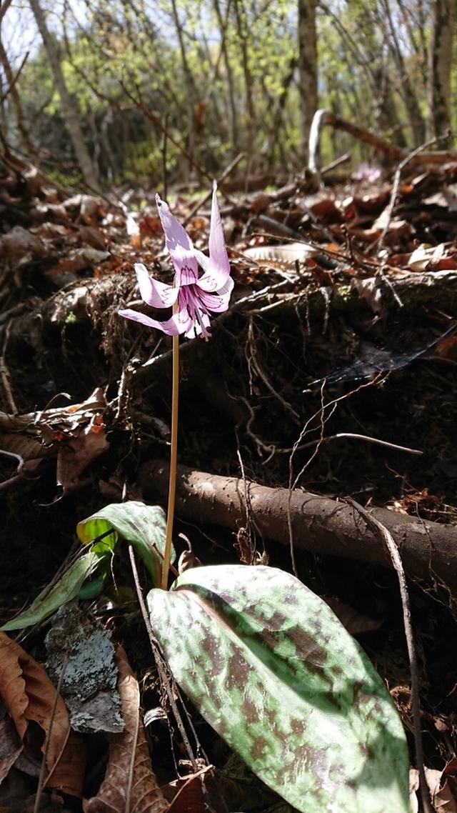 画像5: 宮下ガイドの秀麗富岳十二景シリーズ第9回目! 奈良倉山 へ行って来ました♪