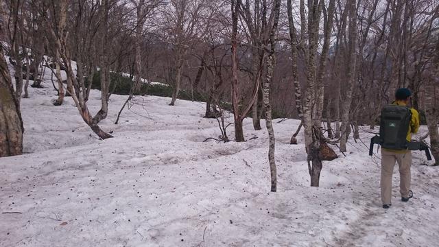 画像: まだまだ雪たっぷりの尾瀬に入山!