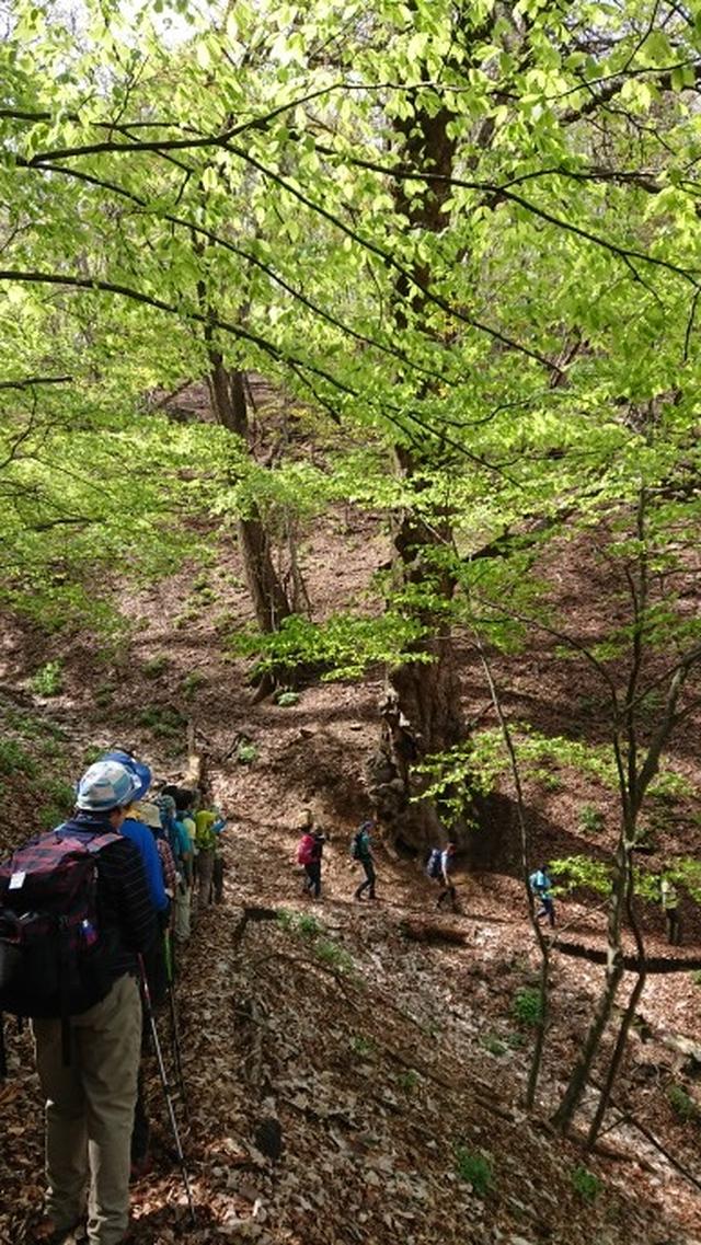 画像10: 宮下ガイドの秀麗富岳十二景シリーズ第9回目! 奈良倉山 へ行って来ました♪