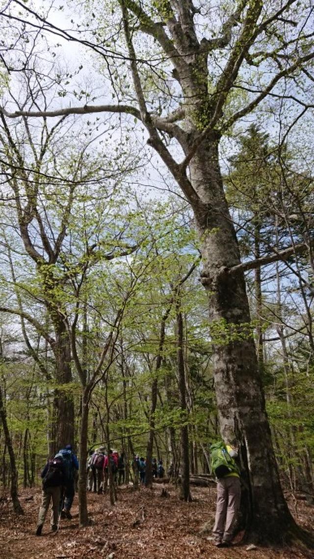 画像9: 宮下ガイドの秀麗富岳十二景シリーズ第9回目! 奈良倉山 へ行って来ました♪