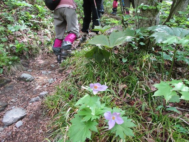 画像8: 5月14日~15日で山旅会 「佐渡」 ツアーに行ってきました!