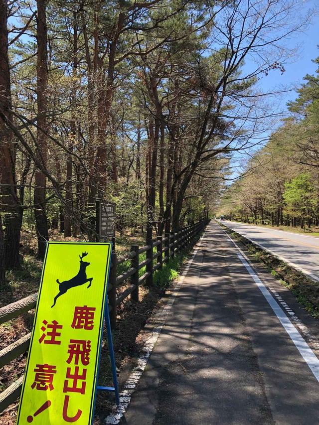 画像: ハリモミ純林