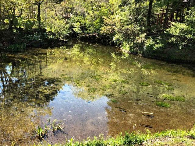 画像: 忍野八海・出口池(世界文化遺産「富士山 信仰の対象と芸術の源泉」の構成資産の一つ。)