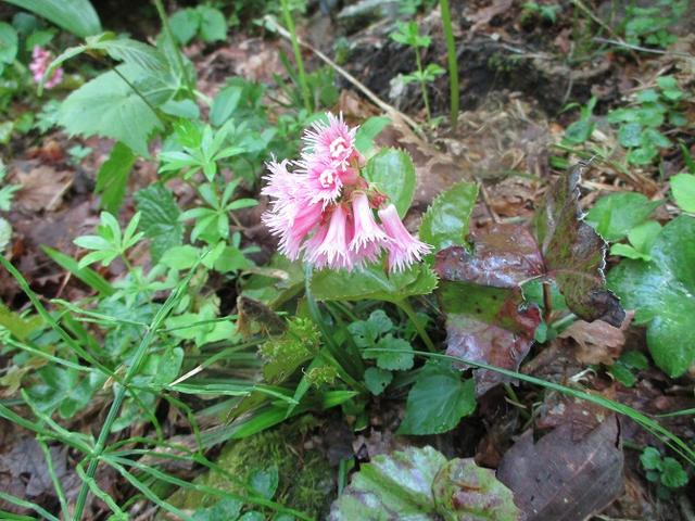 画像3: 5月14日~15日で山旅会 「佐渡」 ツアーに行ってきました!