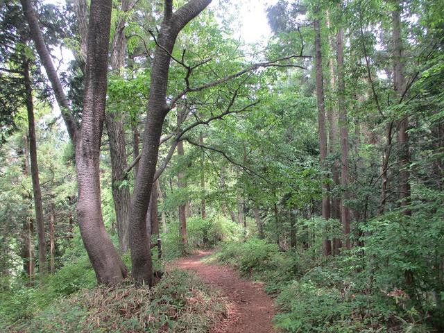 画像5: 5月18日に山旅会 「相模湖から陣馬山」 ツアーに行ってきました!