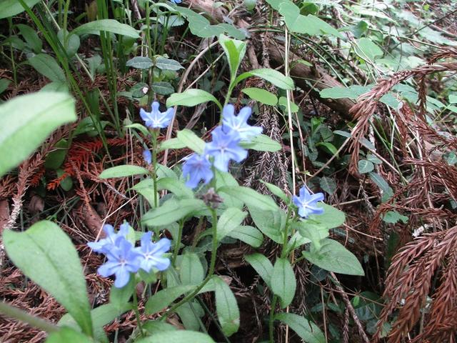 画像3: 5月18日に山旅会 「相模湖から陣馬山」 ツアーに行ってきました!