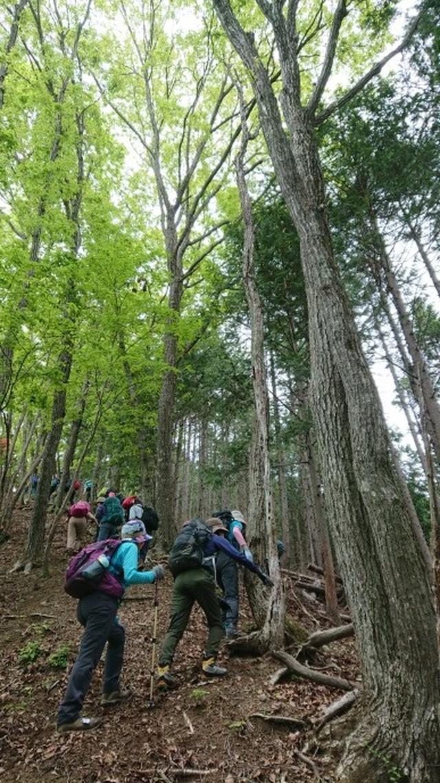 画像5: 5月19日に荻野ガイドのコースで 宮地山~セーメーバン へ行って来ました♪