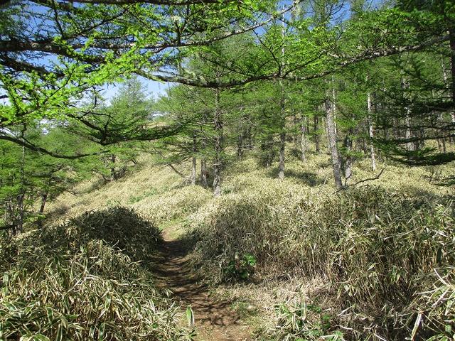 画像9: 6月の山旅会 「甘利山」 の下見にいってきました!