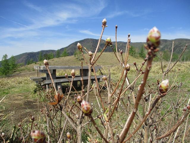 画像5: 6月の山旅会 「甘利山」 の下見にいってきました!