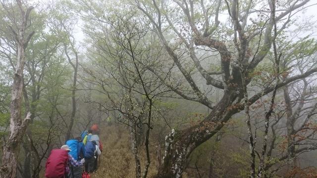 画像2: 5月20日に佐藤威行ガイドのツアーで、 大室山~加入道山 へ行って来ました♪