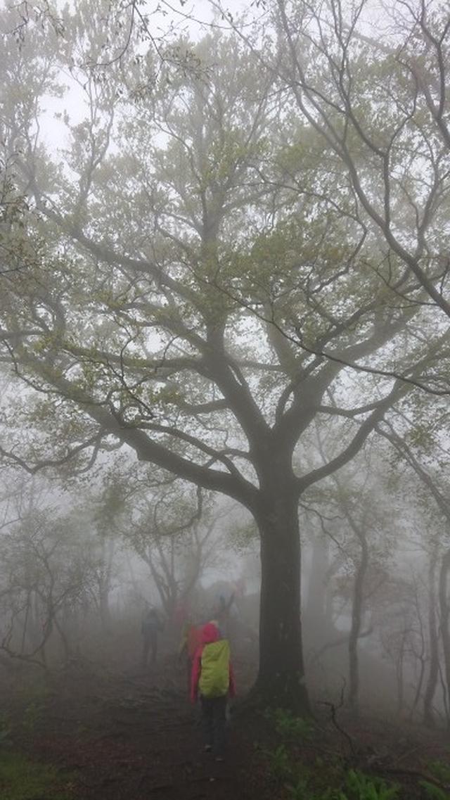 画像5: 5月20日に佐藤威行ガイドのツアーで、 大室山~加入道山 へ行って来ました♪