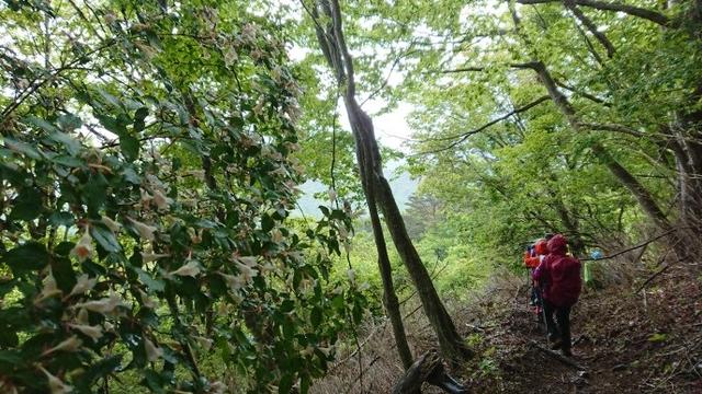 画像9: 5月20日に佐藤威行ガイドのツアーで、 大室山~加入道山 へ行って来ました♪