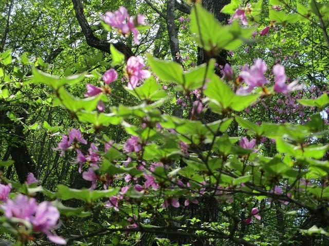画像6: 5月27日に山旅会 「榛名富士」 ツアーにいってきました!