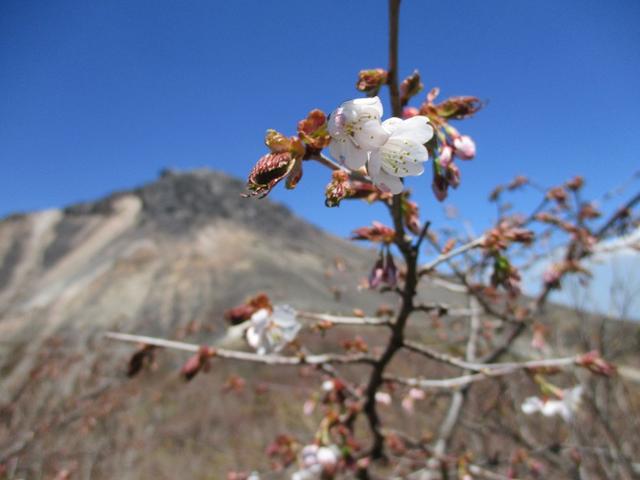 画像14: 5月24日に岡田ガイドのコースで 那須日の出平 のミネザクラに会いに行って来ました♪