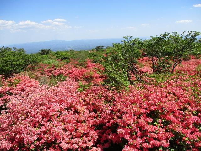 画像18: 5月24日に岡田ガイドのコースで 那須日の出平 のミネザクラに会いに行って来ました♪