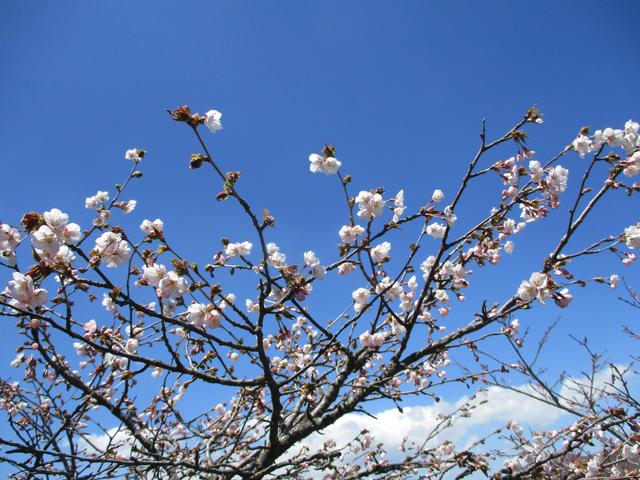 画像13: 5月24日に岡田ガイドのコースで 那須日の出平 のミネザクラに会いに行って来ました♪