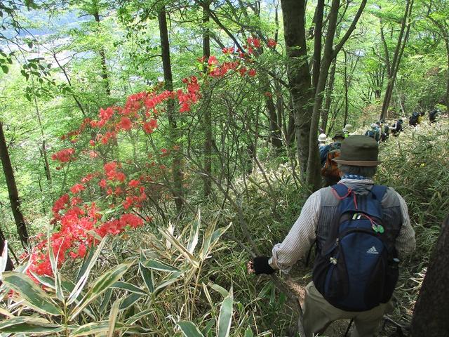 画像11: 5月27日に山旅会 「榛名富士」 ツアーにいってきました!