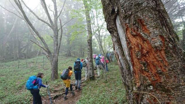 画像10: 6月2日に宮下ガイドの秀麗富岳十二景シリーズ第10回で 雁ヶ腹摺山 へ行ってきました♪