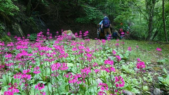 画像3: 6月2日に宮下ガイドの秀麗富岳十二景シリーズ第10回で 雁ヶ腹摺山 へ行ってきました♪