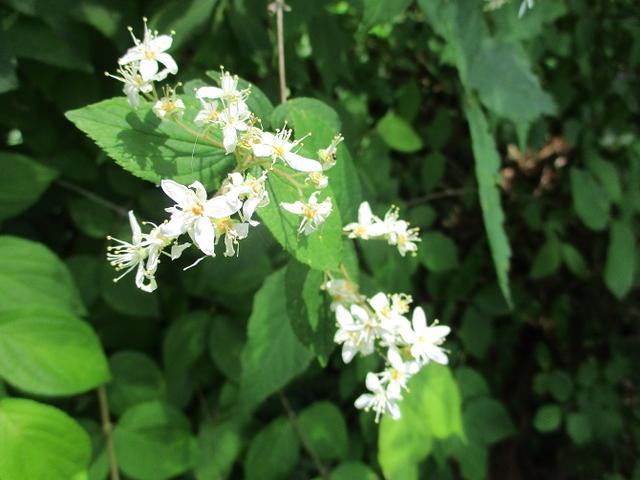 画像5: 6月1日に山旅会 「金毘羅尾根から日の出山」 ツアーに行ってきました!