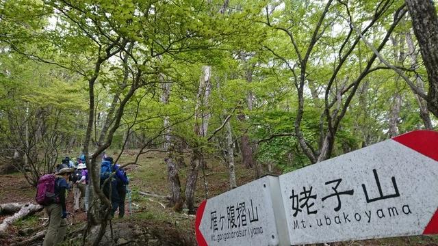 画像9: 6月2日に宮下ガイドの秀麗富岳十二景シリーズ第10回で 雁ヶ腹摺山 へ行ってきました♪