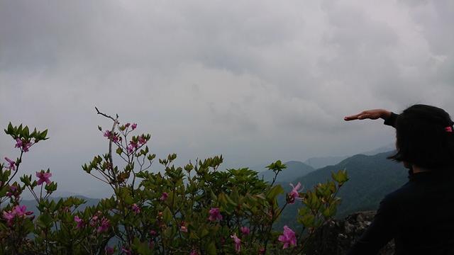 画像8: 6月2日に宮下ガイドの秀麗富岳十二景シリーズ第10回で 雁ヶ腹摺山 へ行ってきました♪
