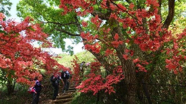 画像3: 本日は 大和葛城山 ツアー のご報告です♪