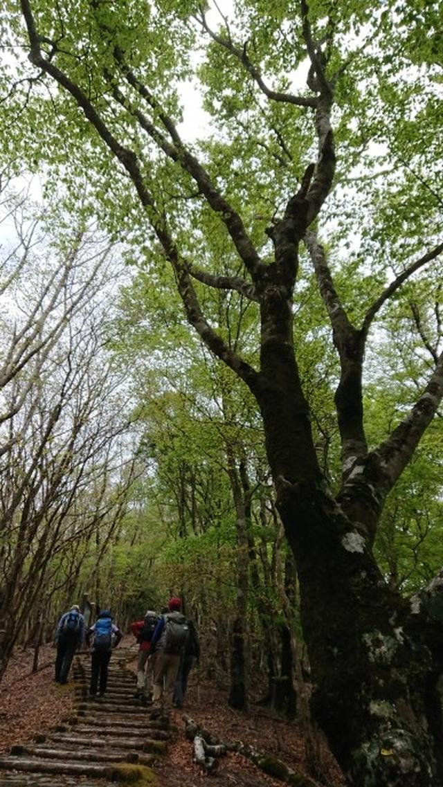 画像2: 本日は和歌山県の最高峰・ 龍神岳 ツアーのご報告です♪
