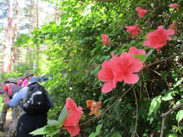 画像10: 岡田ガイドのハイキングコースで山梨県の 新倉山 へ行ってきました♪