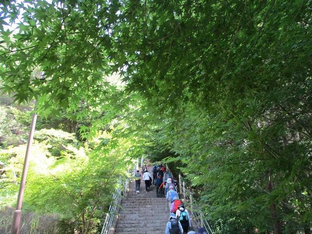 画像5: 岡田ガイドのハイキングコースで山梨県の 新倉山 へ行ってきました♪
