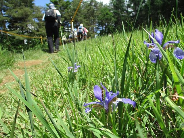 画像9: 岡田ガイドのハイキングコースで山梨県の 新倉山 へ行ってきました♪