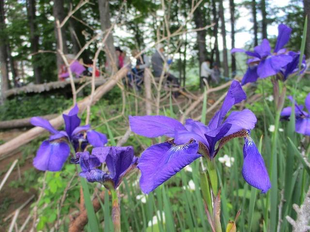 画像16: 岡田ガイドのハイキングコースで山梨県の 新倉山 へ行ってきました♪