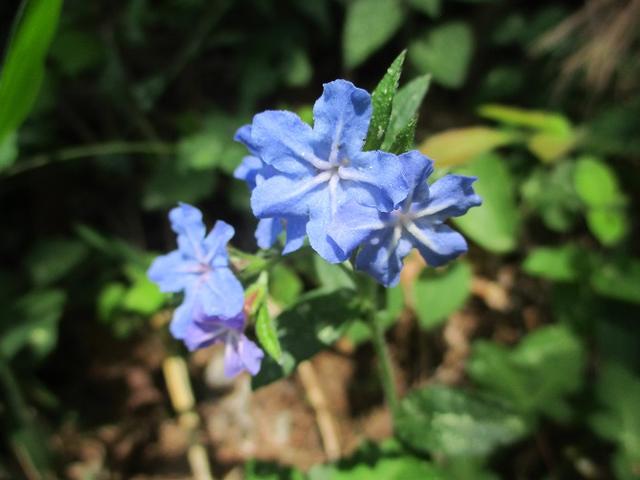 画像12: 岡田ガイドのハイキングコースで山梨県の 新倉山 へ行ってきました♪