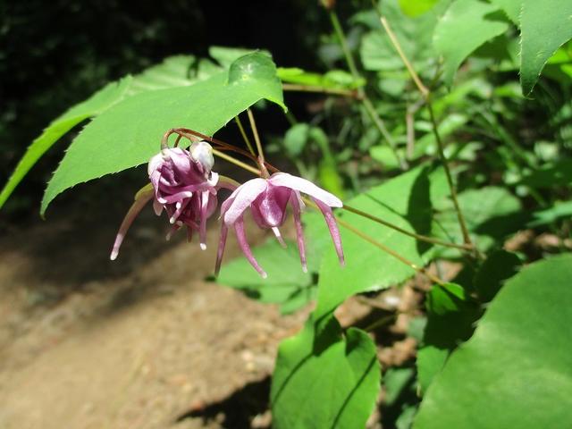 画像11: 岡田ガイドのハイキングコースで山梨県の 新倉山 へ行ってきました♪