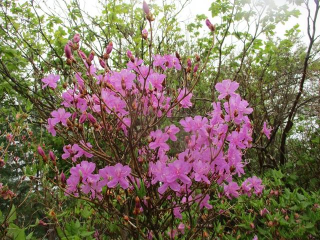 画像7: 岡田ガイドのコースで、山梨県のツツジで有名な 甘利山 へ行ってきました♪