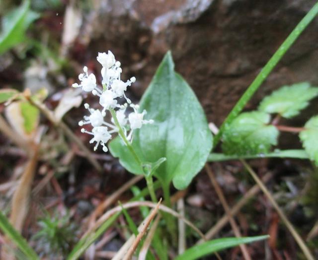 画像2: 岡田ガイドのコースで、山梨県のツツジで有名な 甘利山 へ行ってきました♪