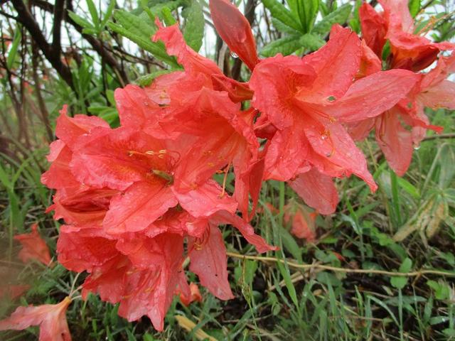 画像16: 岡田ガイドのコースで、山梨県のツツジで有名な 甘利山 へ行ってきました♪