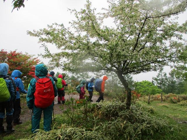 画像4: 岡田ガイドのコースで、山梨県のツツジで有名な 甘利山 へ行ってきました♪