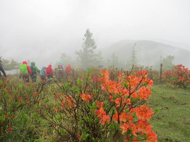 画像10: 岡田ガイドのコースで、山梨県のツツジで有名な 甘利山 へ行ってきました♪
