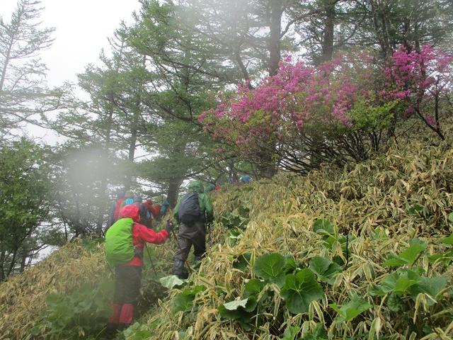 画像11: 岡田ガイドのコースで、山梨県のツツジで有名な 甘利山 へ行ってきました♪