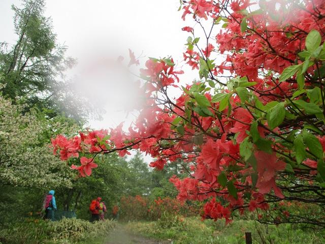 画像8: 岡田ガイドのコースで、山梨県のツツジで有名な 甘利山 へ行ってきました♪