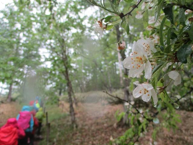 画像3: 岡田ガイドのコースで、山梨県のツツジで有名な 甘利山 へ行ってきました♪