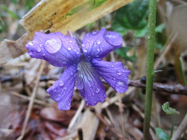 画像15: 岡田ガイドのコースで、山梨県のツツジで有名な 甘利山 へ行ってきました♪
