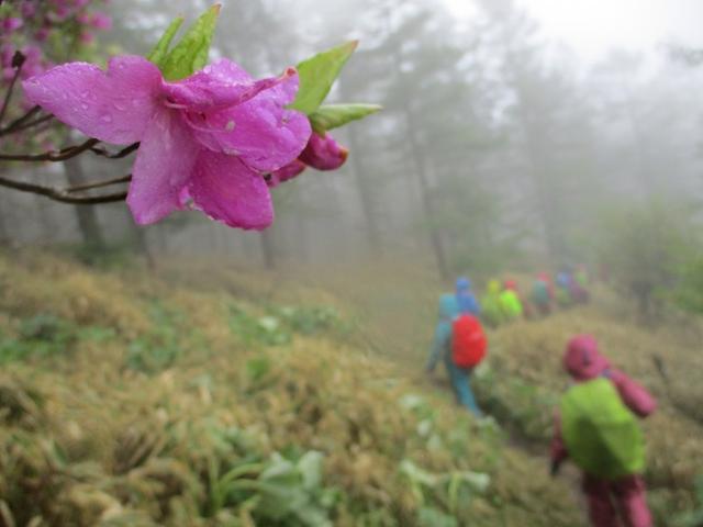 画像13: 岡田ガイドのコースで、山梨県のツツジで有名な 甘利山 へ行ってきました♪