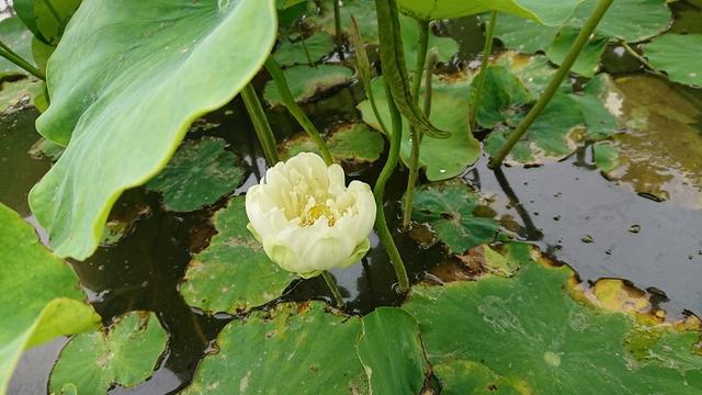 画像4: 穂苅先生のコースで、 さきたま古墳と古代蓮の里 へ久々の親子コンビで行って来ました♪