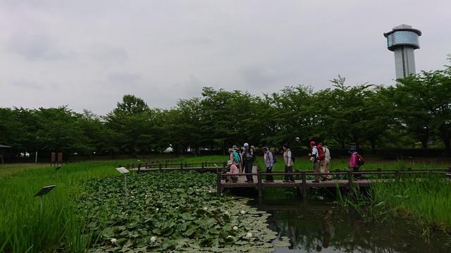 画像2: 穂苅先生のコースで、 さきたま古墳と古代蓮の里 へ久々の親子コンビで行って来ました♪