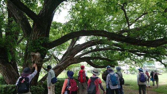 画像8: 穂苅先生のコースで、 さきたま古墳と古代蓮の里 へ久々の親子コンビで行って来ました♪